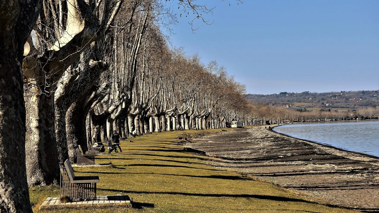 Lungolago di Capodimonte sul Lago di Bolsena con un viale di platani, panchine sul prato e la spiaggia lungo la riva